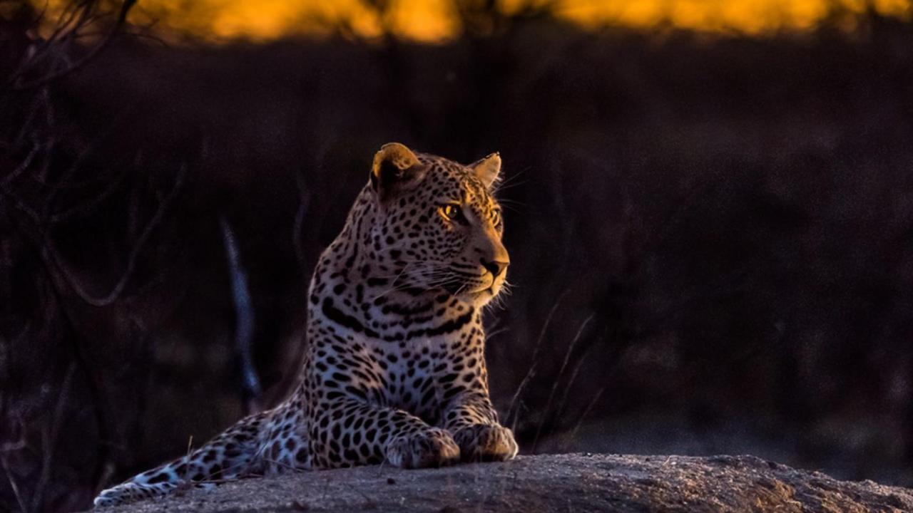 Geiger'S Camp In Timbavati Game Reserve By Newmark エクステリア 写真