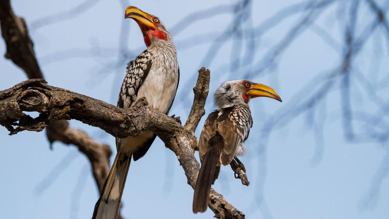 Geiger'S Camp In Timbavati Game Reserve By Newmark エクステリア 写真
