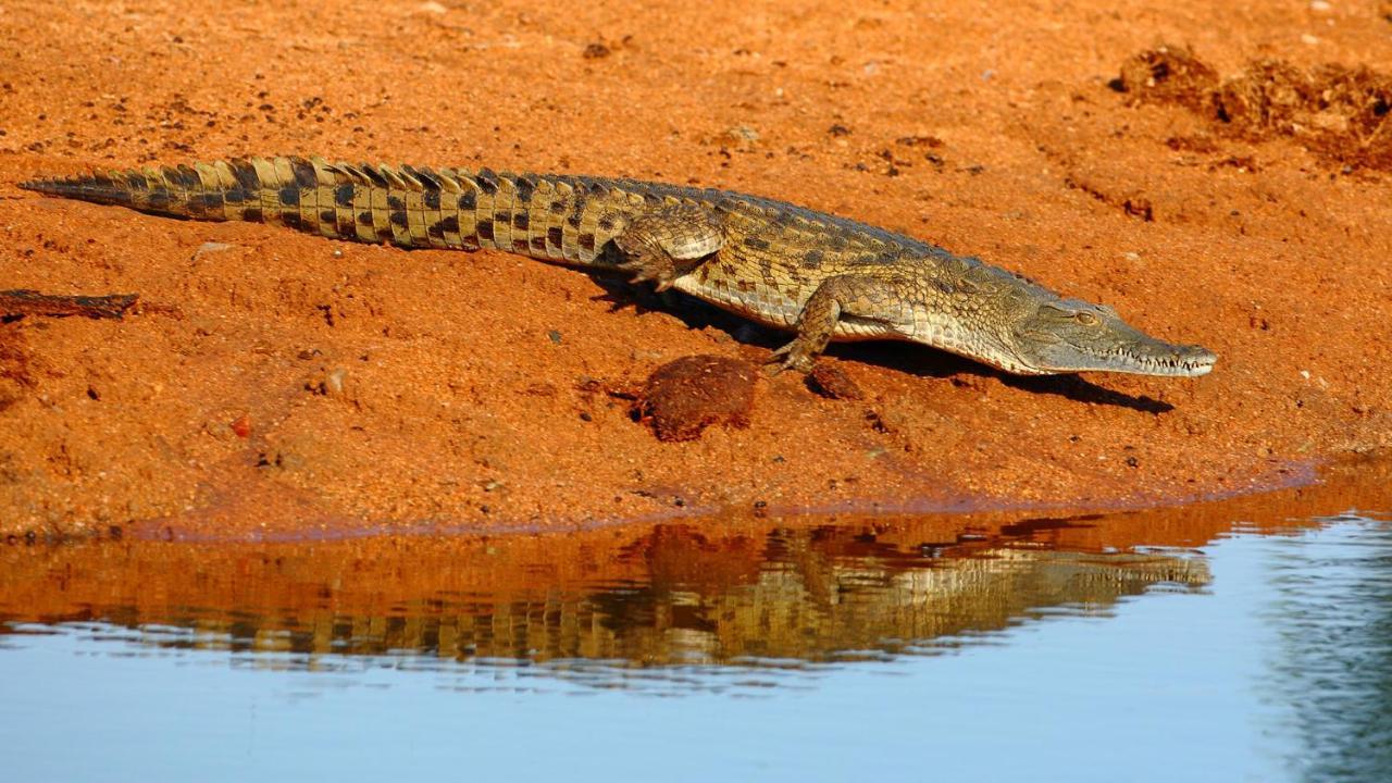 Geiger'S Camp In Timbavati Game Reserve By Newmark エクステリア 写真